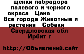 щенки лабрадора палевого и черного окраса › Цена ­ 30 000 - Все города Животные и растения » Собаки   . Свердловская обл.,Ирбит г.